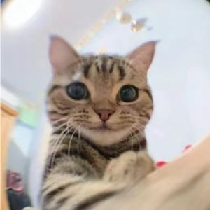 Meet your Posher, Addi